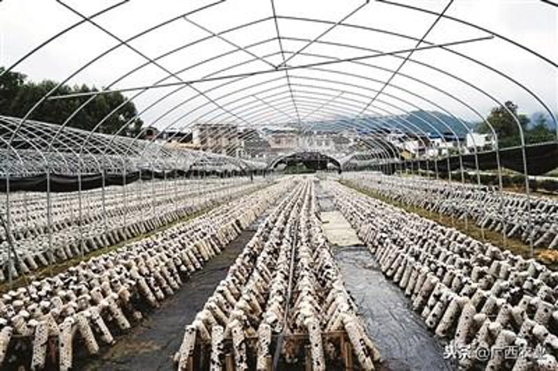 农产品供应商的选择至关重要，如何在众多选项中做出明智决定？